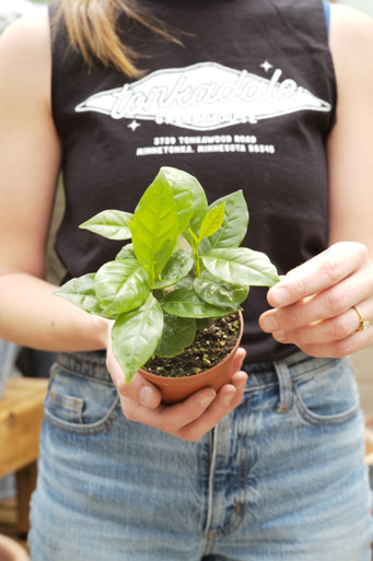 money tree near me open now Money Tree for Sale - Easy to Maintain House Plant - 3-4 ft main image 0