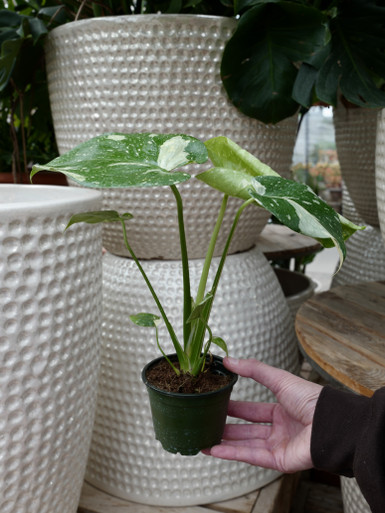 monstera keramzyt Monstera deliciosa 'Devil Monster' (wk22-UA) – Rare Plant Fairy