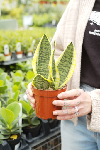 4" Sansevieria Futura Superba - Tonkadale