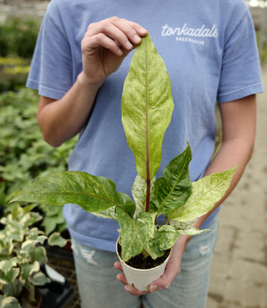 25_anthurium_hookeri_variegate