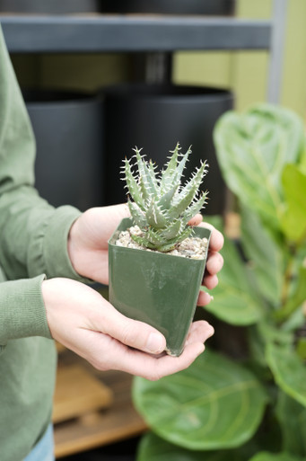 4" Aloe Erinacea - Tonkadale