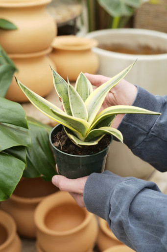 26_sansevieria_marble_star_4__