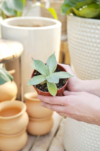 4" Agave Celsii Nova - Tonkadale