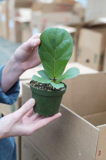 4" Ficus Lyrata 'Little Fiddle' - Tonkadale