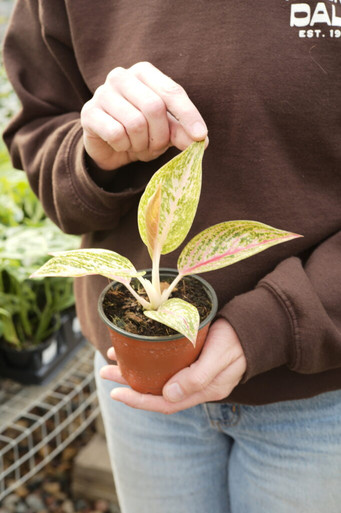 4" Aglaonema Golden Powder