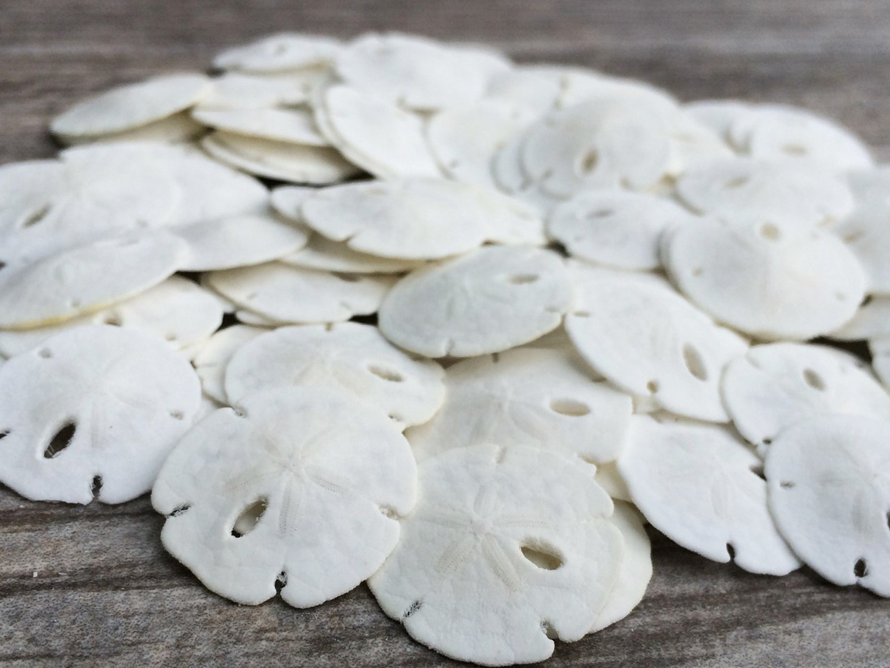 Sand Dollars 1/2-7/8, Set of 100