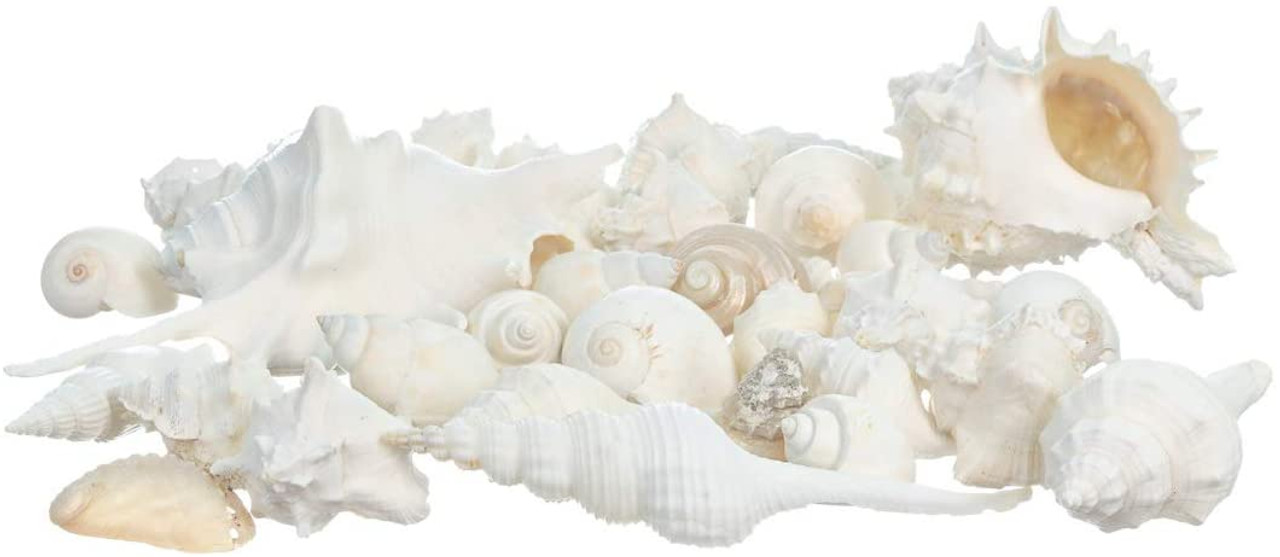 White Decorative Sea Shell Mix, 1 Pound