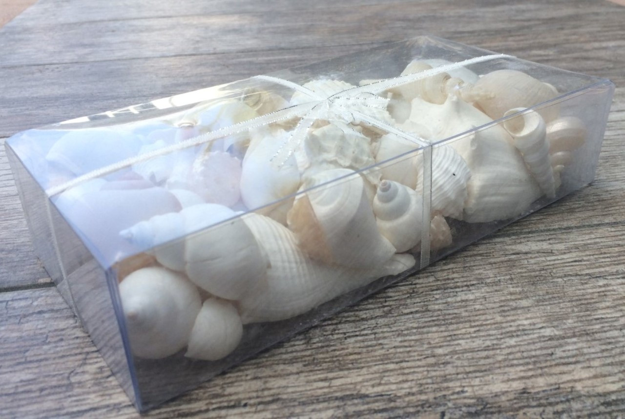 Seashell Mix 1 pound of White Decorative Seashells for Crafts and Decor