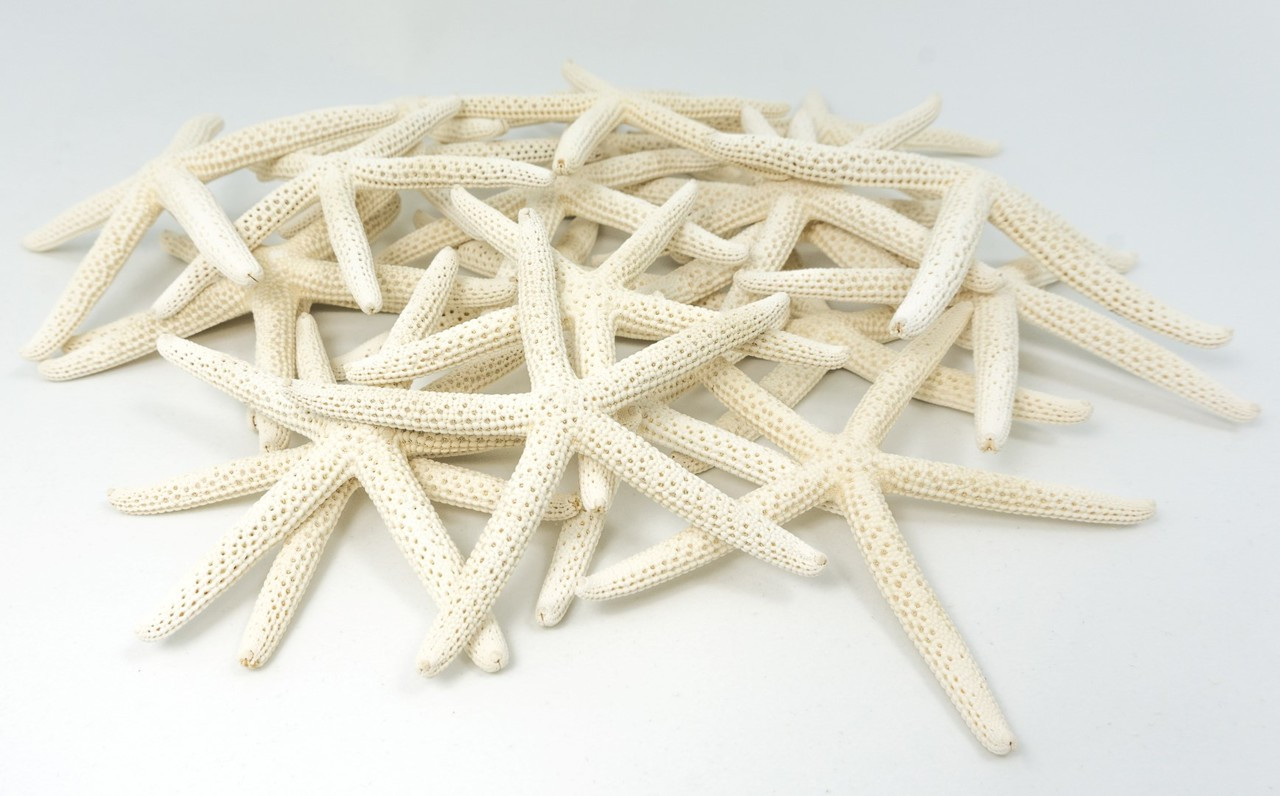 Starfish 24 White Finger Starfish 3 to 4 Starfish for Crafts and Decor