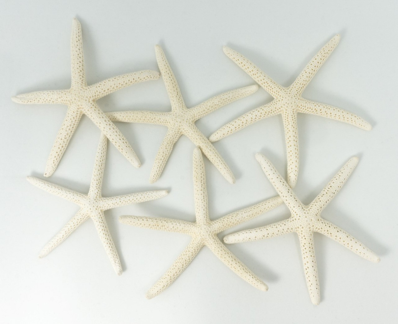 Starfish 6 White Finger Starfish 3 to 4 Starfish for Crafts and Decor