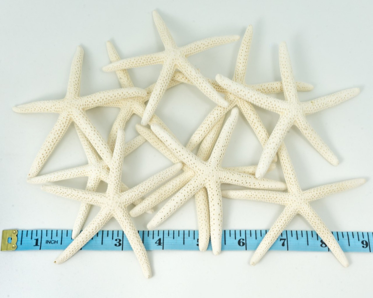 Starfish 6 White Finger Starfish 3 to 4 Starfish for Crafts and Decor
