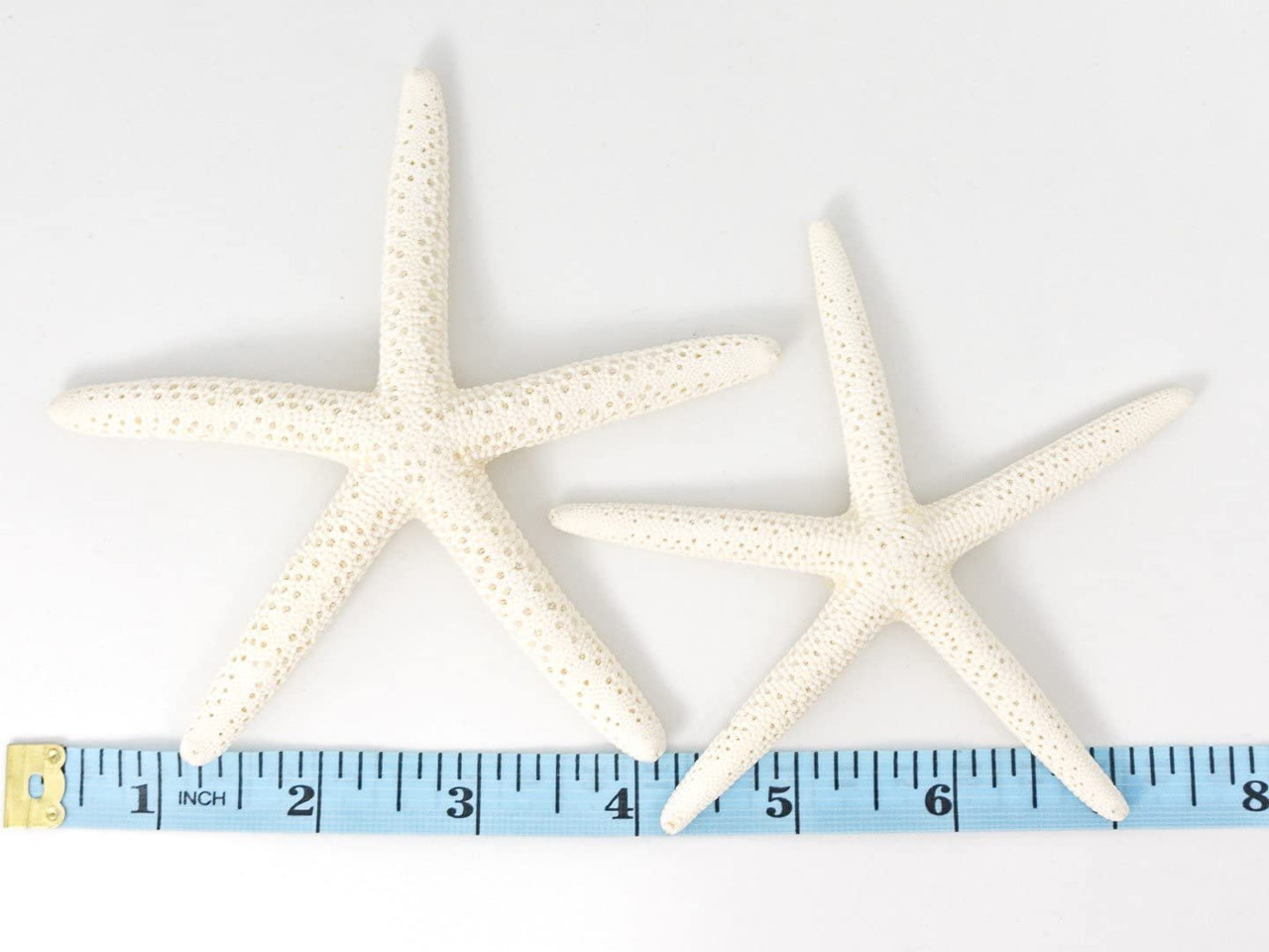 Starfish 24 White Finger Starfish 3 to 4 Starfish for Crafts and Decor