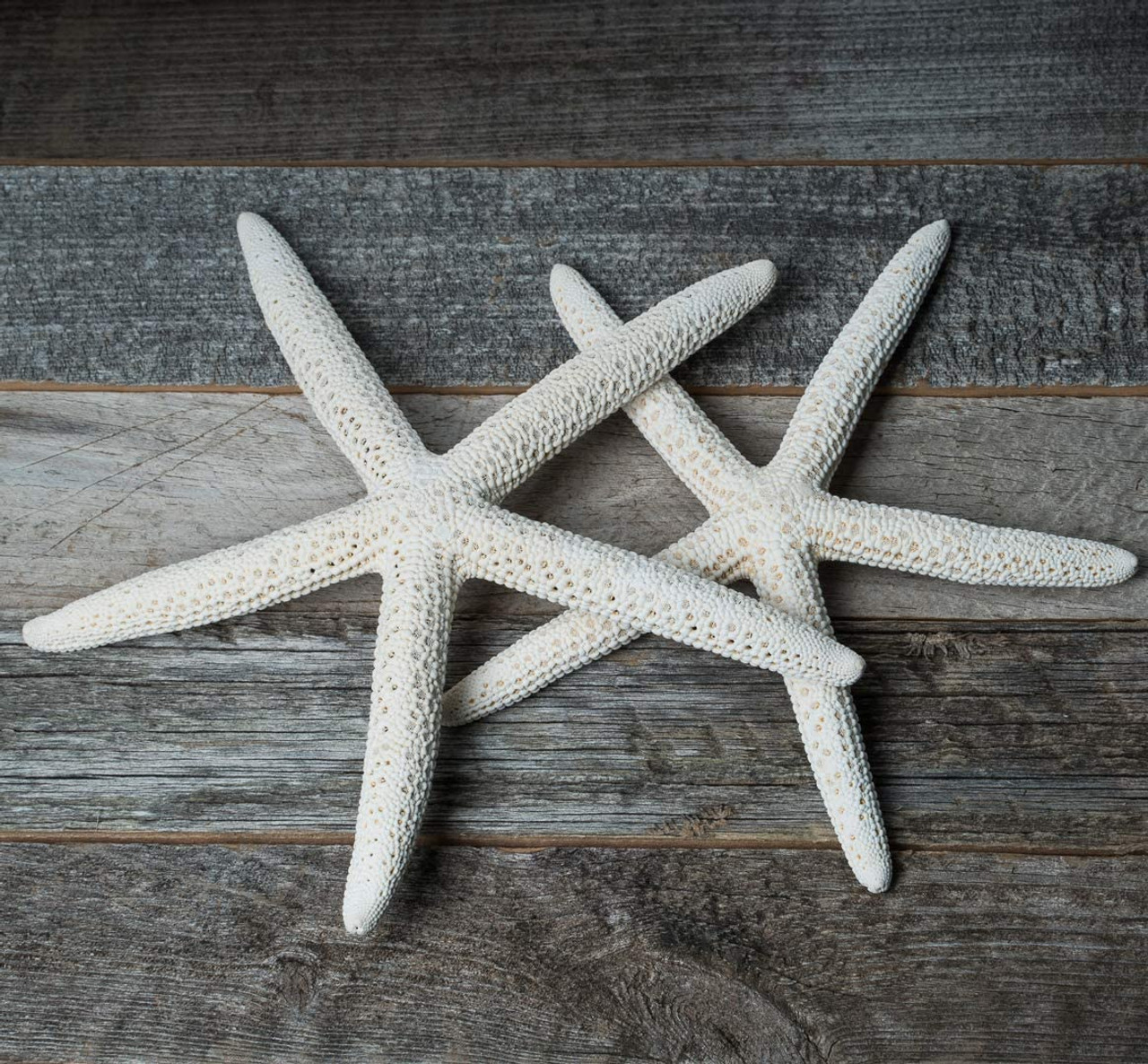 Starfish 10 Pack Green Blue & White Assorted Star Fish 2-4 Inch