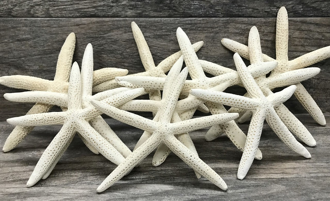 Nautical Crush Trading - Starfish for Crafts - White Starfish Wall Décor -  Beach Starfish Décor - 10 Pack Assorted Star Fish 2-6 inch 