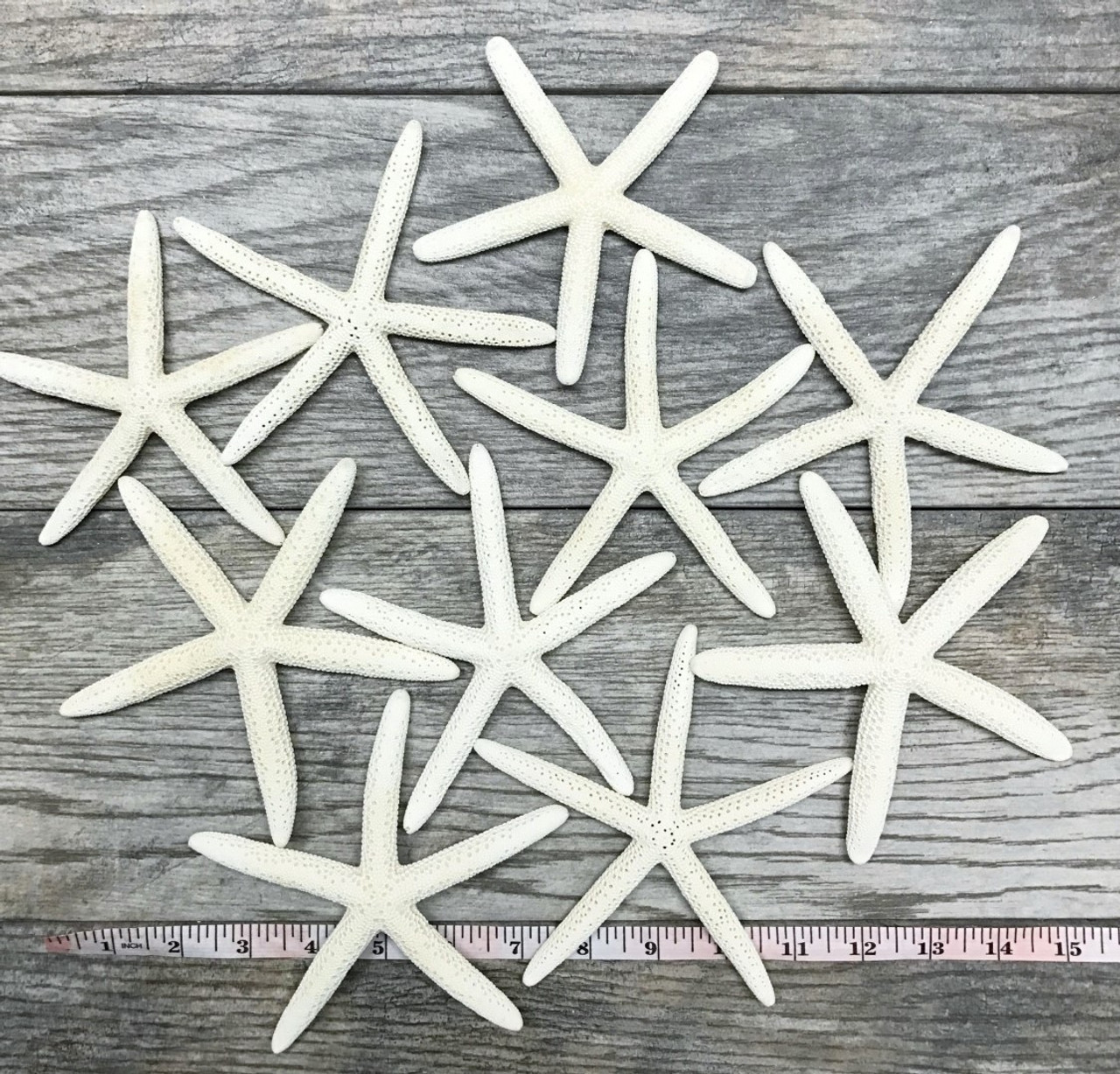 Starfish 24 White Finger Starfish 3 to 4 Starfish for Crafts and Decor