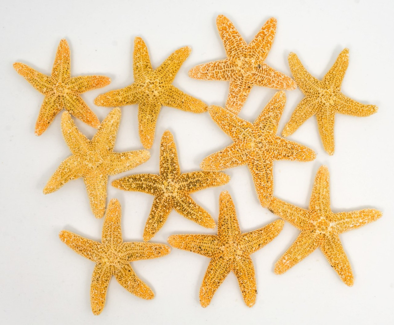 Starfish 12 Brown Sugar Starfish 2-3 for Crafts and Decor