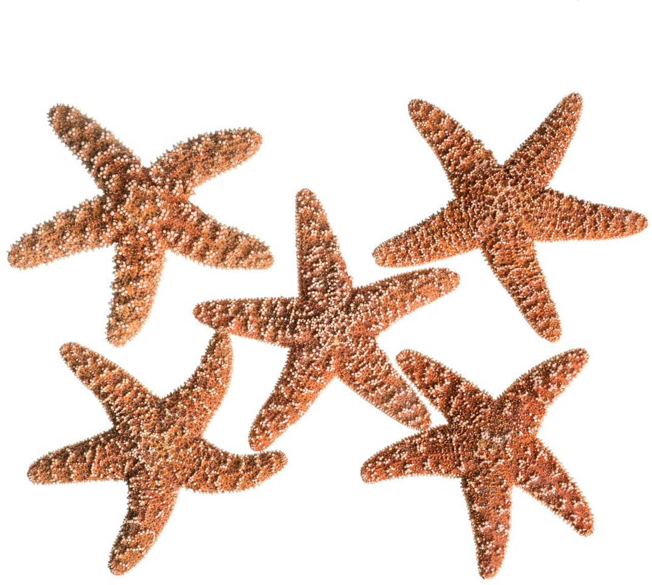 Starfish 2 Real Large Brown Sugar Starfish for Crafts and Decor