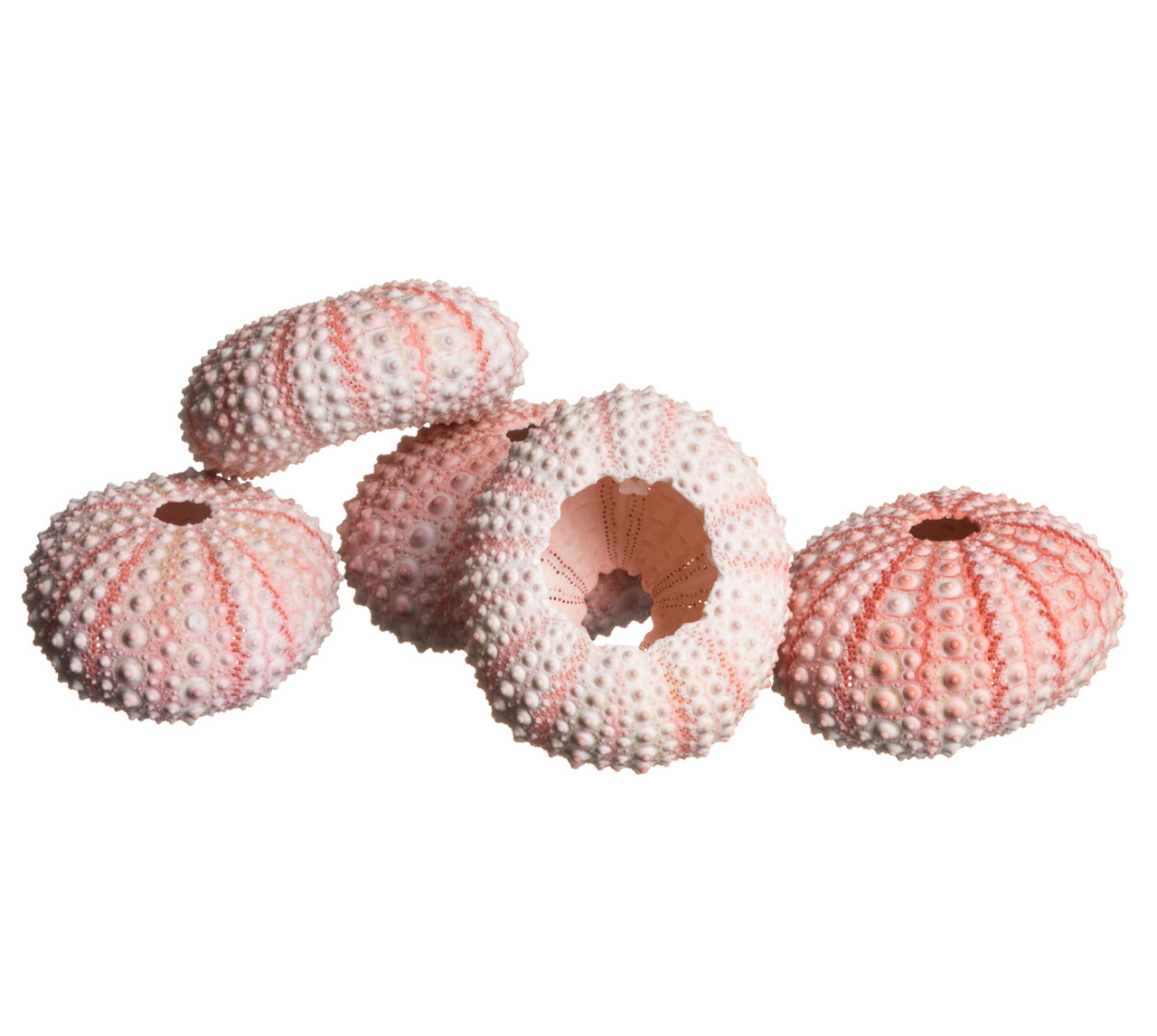 Pink Umbonium Seashells-Small Sea Shells Supplies-Botton Top Shells-Shell  Vase Fillers-Crafting Shells-Pink Sea Shells