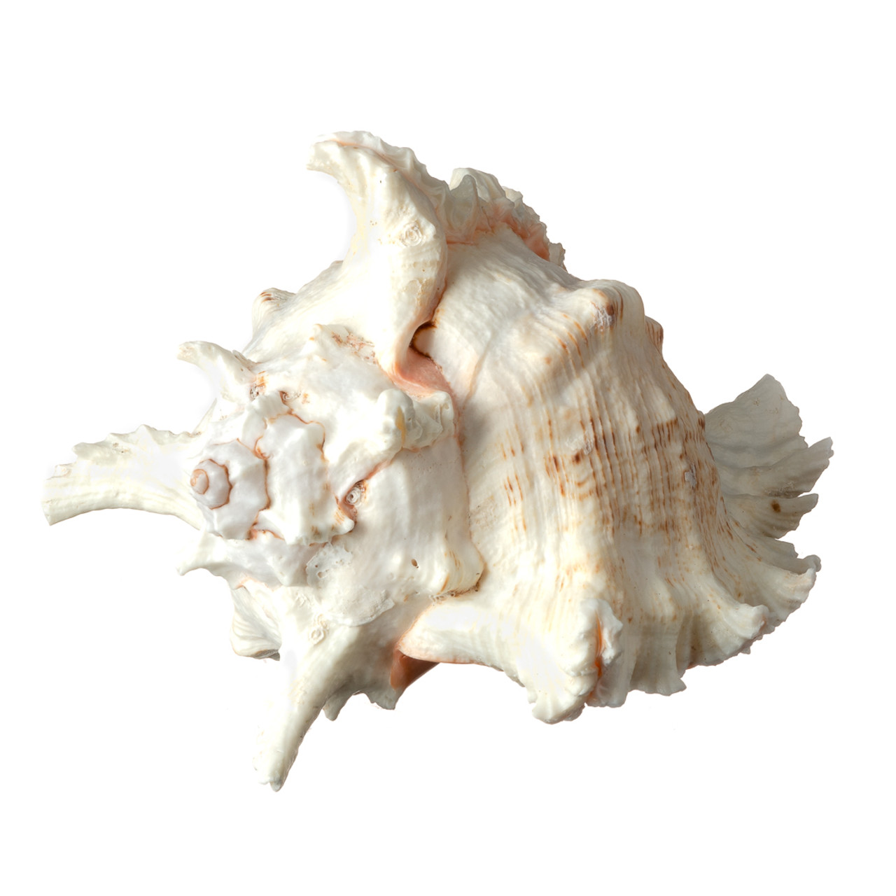 Murex Shell, Sea Shells for Decorating, Large Seashells, Real Large Shells for Beachy Room Decor, Unique Air Plant Holders, Aquarium Decor, Nautical