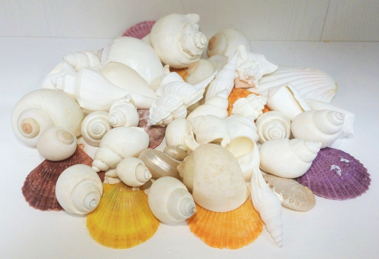 Seashell Mix 5 Pounds of Real White Decorative Seashells for Crafts and  Decor