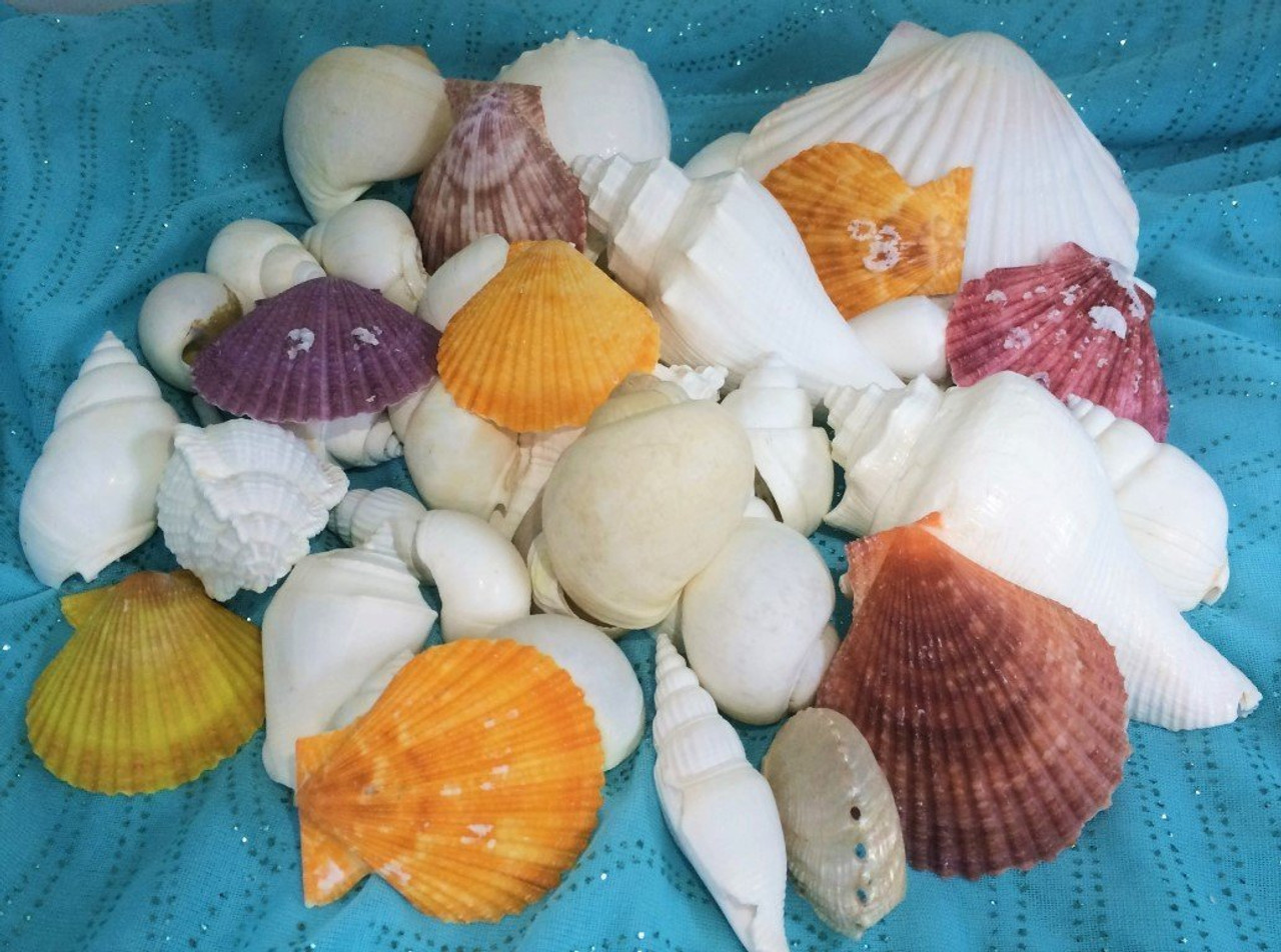 Seashell Mix 1 pound of White Decorative Seashells for Crafts and Decor