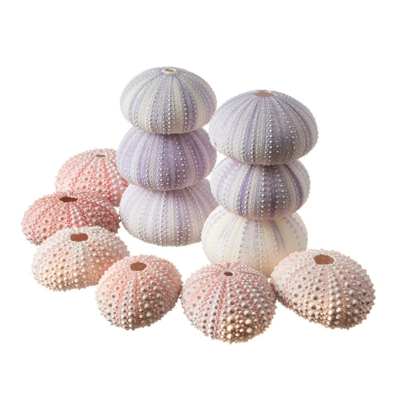 Sea Urchin Shells Pink And Purple 6 Of Each