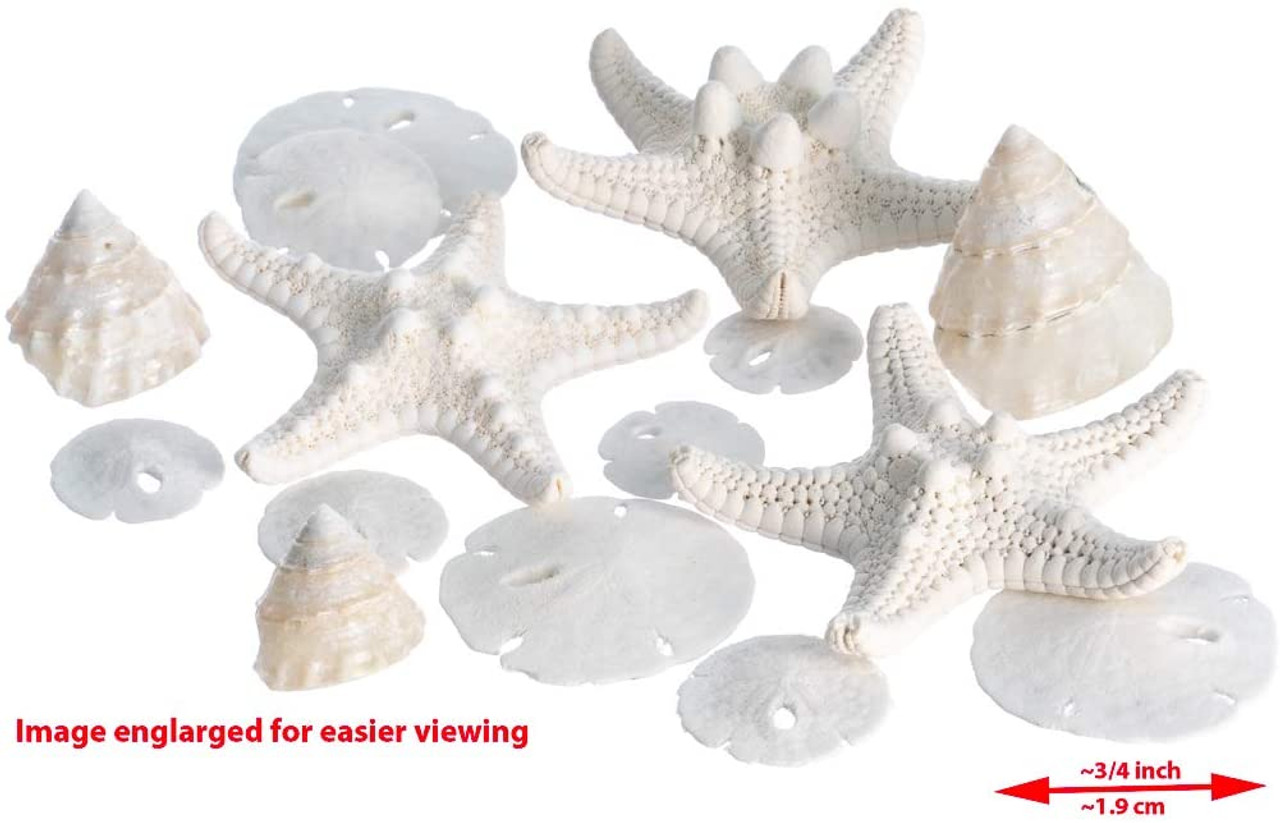 Antique Silvery Marine Organisms Starfish Shell Turtle Crab - Temu