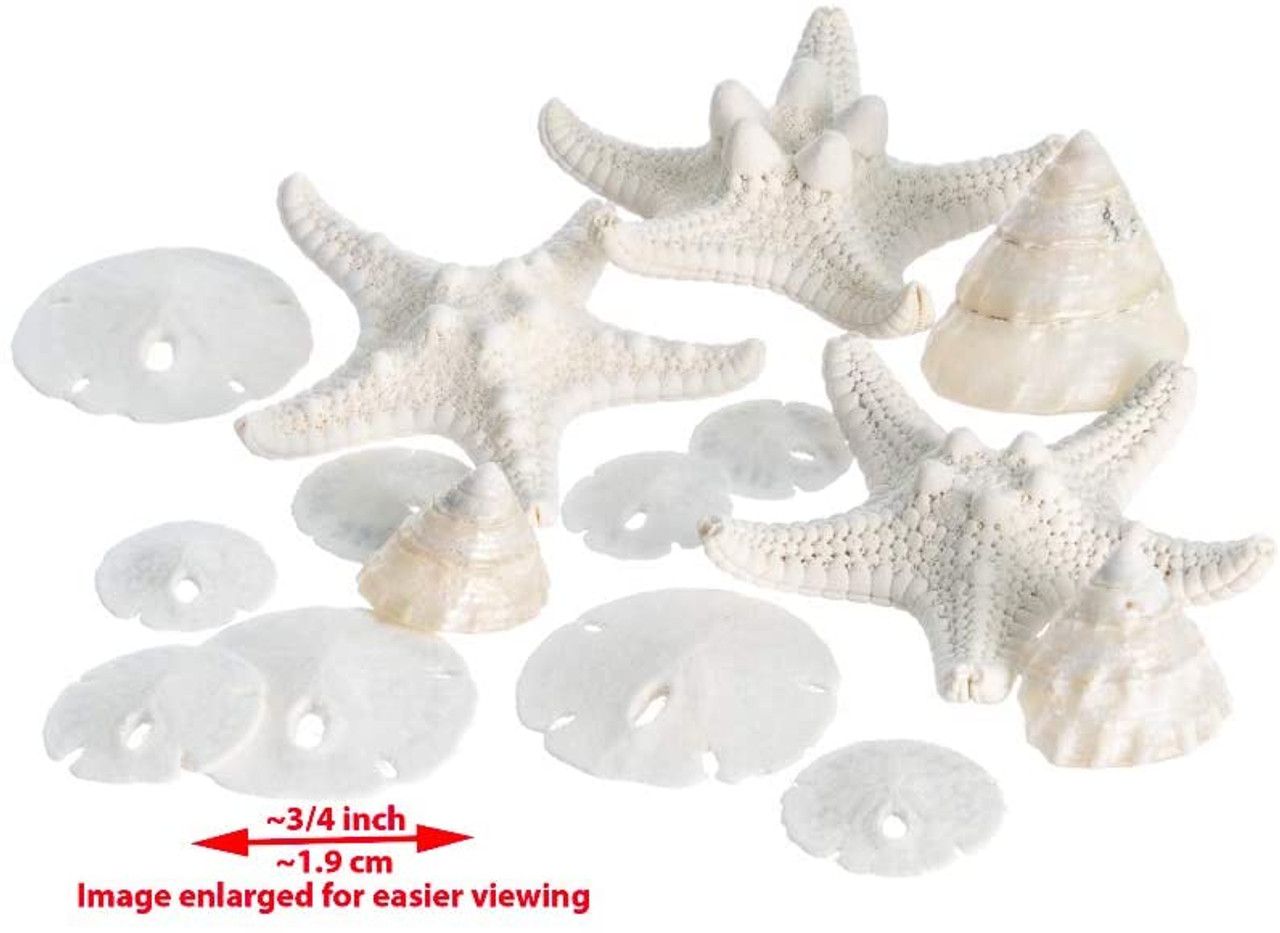 Shells Starfish Crafts, Sea Shells Decoration, Starfish Decoration