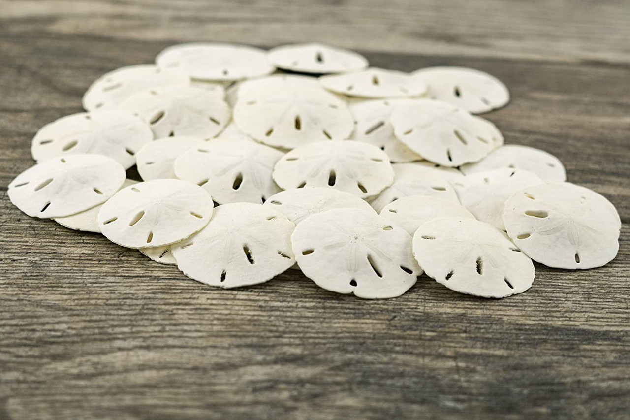 Sand Dollar Set of 10 Real Sand Dollars 3-3 1/2 Sand Dollar Shells