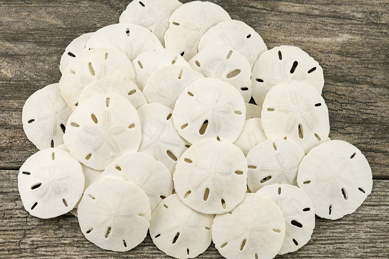 Sand Dollar | Real Sand Dollars 3-3 1/2 (Set of 6) | Sand Dollar Shells |  Seashell Wedding | Sand Dollars for Crafts