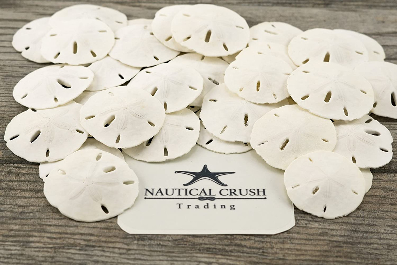 Sand Dollar | Real Sand Dollars 3-3 1/2 (Set of 4) | Sand Dollar Shells |  Seashell Wedding | Sand Dollars for Crafts