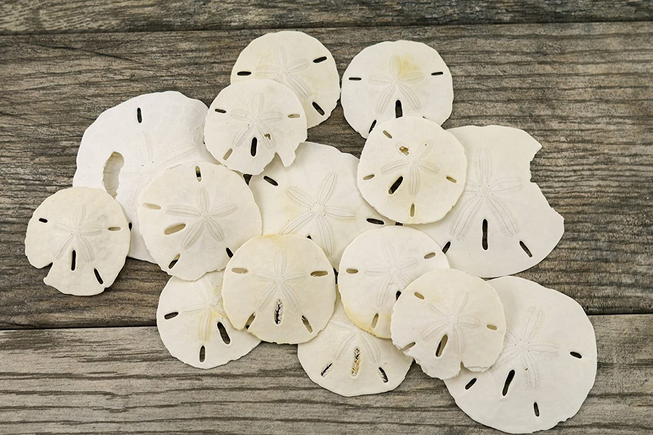 Buy SAND DOLLARS CRAFT 5 Sand Dollars for Crafts and Painting 3 1