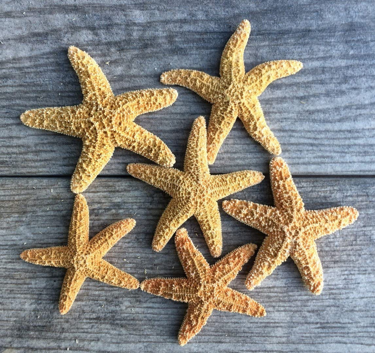 Starfish 6 White Finger Starfish 3 to 4 Starfish for Crafts and Decor