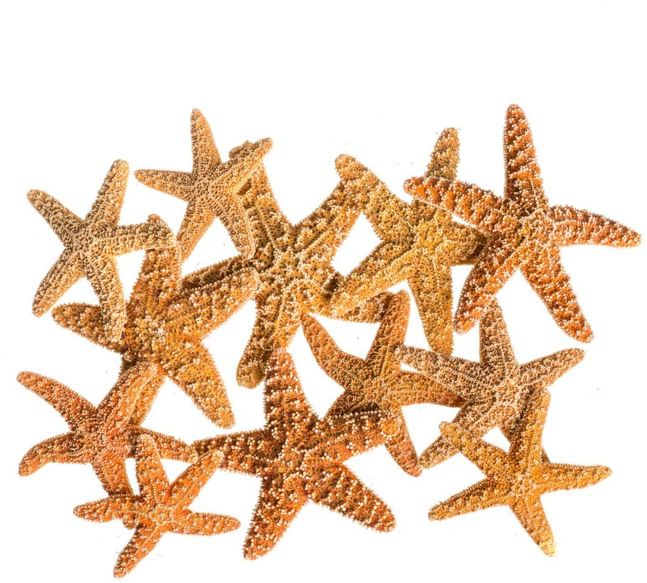Starfish 6 Brown Sugar Starfish 2-3 for Crafts and Decor