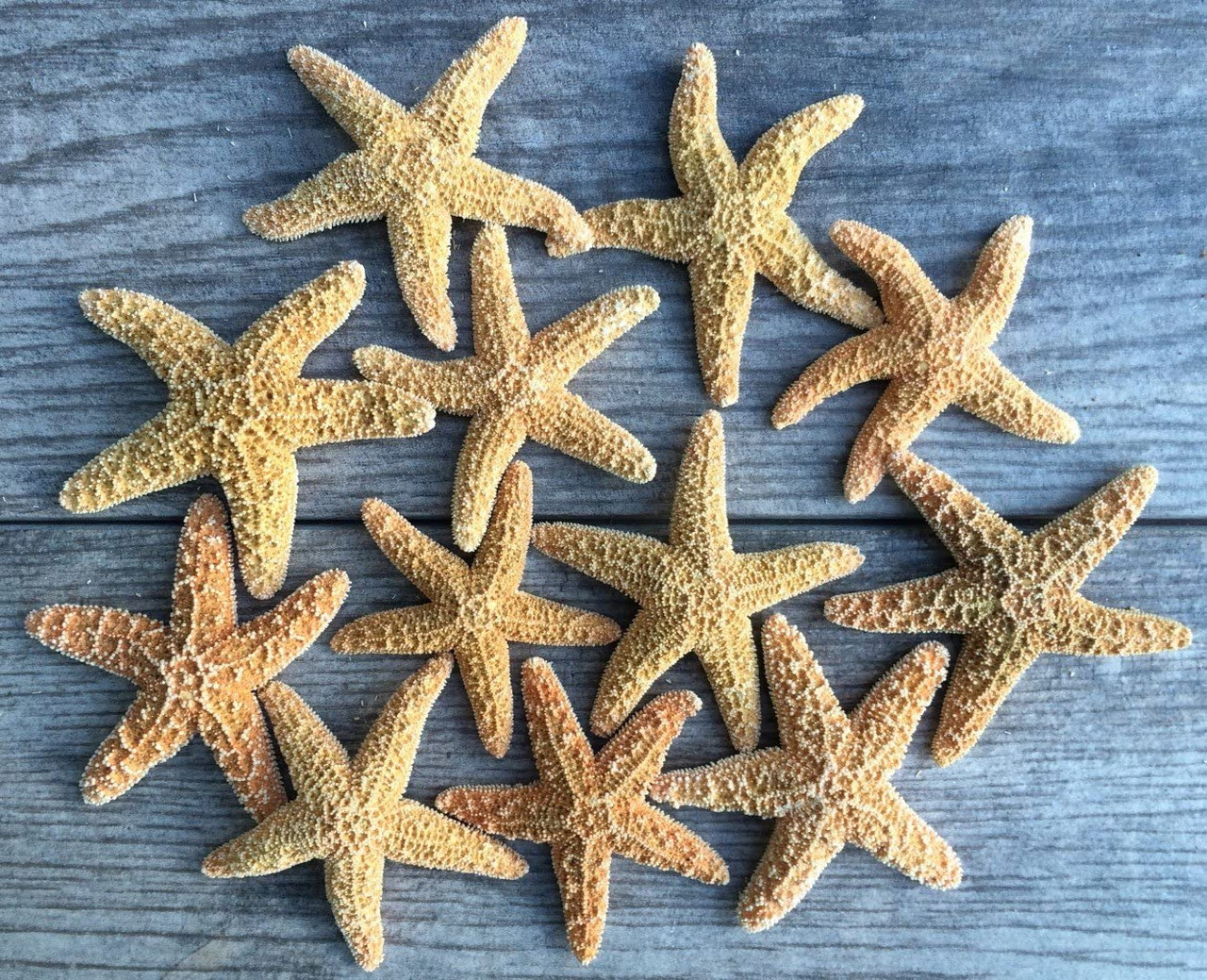 Starfish 12 Brown Sugar Starfish 2-3 for Crafts and Decor