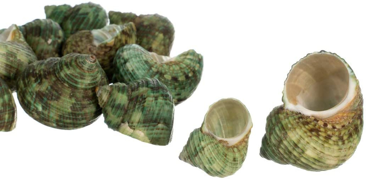 Jade Green Turbo Sea Shells Turbo Brunneus (10 shells approx. 1-2 inches)  Natural Green Shells for Hermit Crab Home, Display & Collecting!