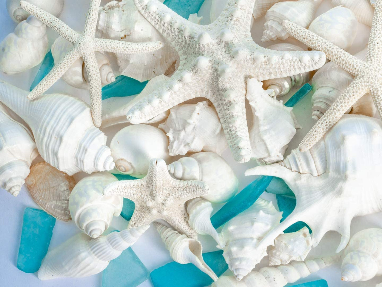 Seashell Mix 2 Pack each 1 Pound of Real Beach Seashells w/ Real Starfish &  Caribbean Blue Sea Glass for Crafts and Decor