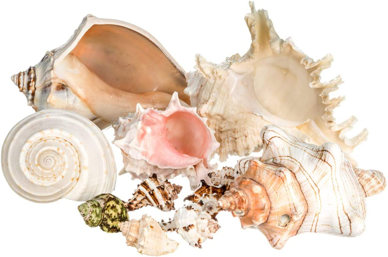 Seashell Mix 2 Pack each 1 Pound of Real Beach Seashells w/ Real