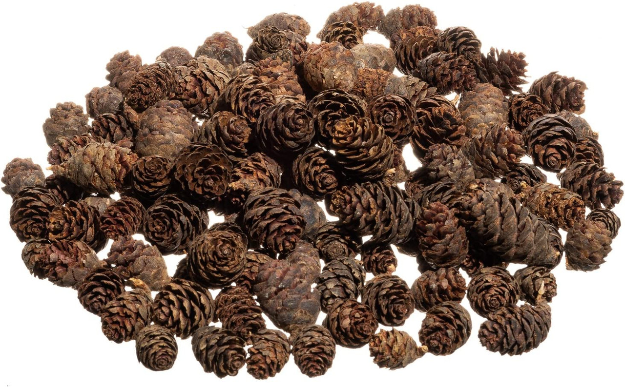 Bald Cypress Pineconespinecones for Craftingpineconespinecones for  Decoratingcraft Suppliesdried Organic Pineconesminiature Pinecones 