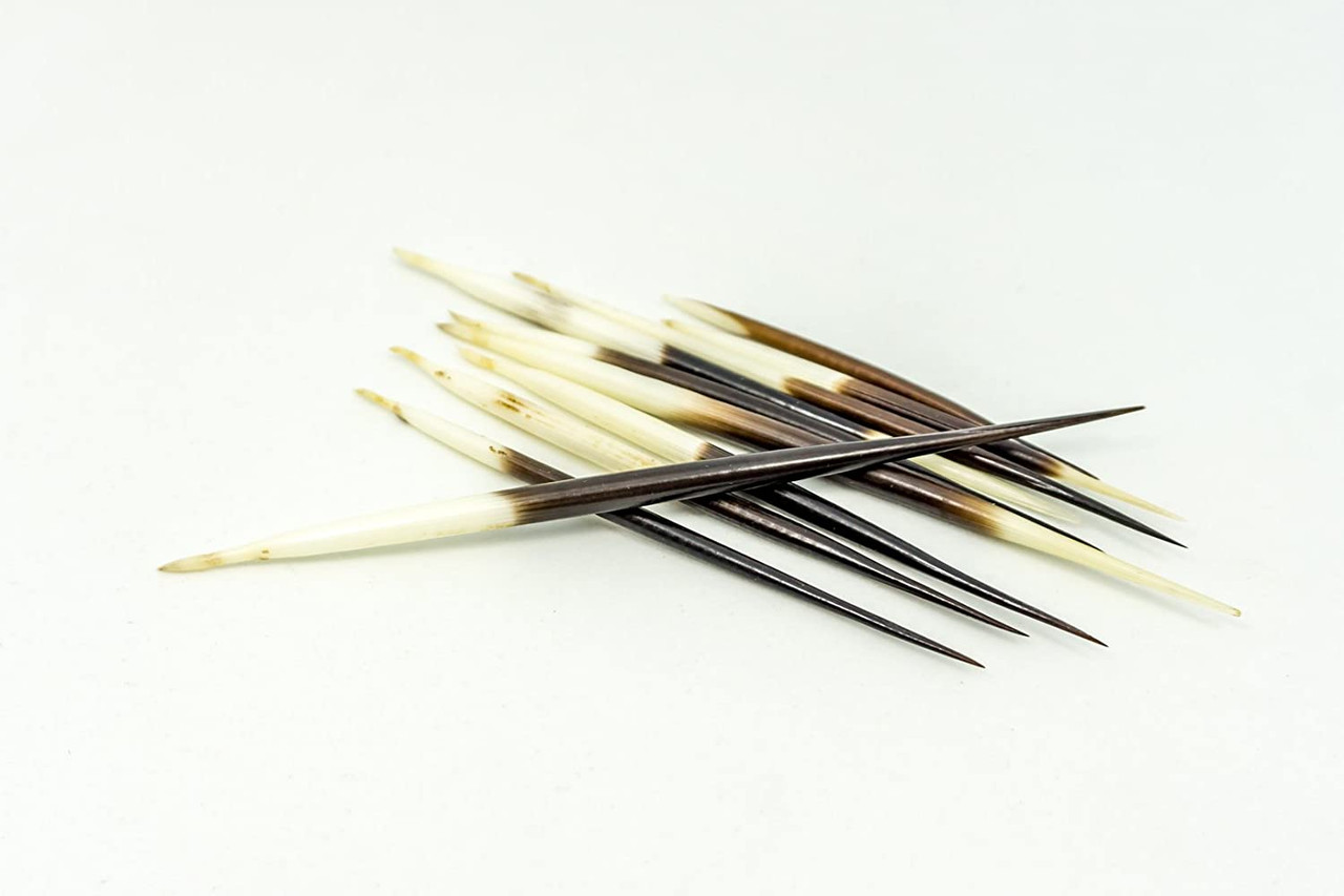 Intriguing, African porcupine quills are available for purchase at Natur.