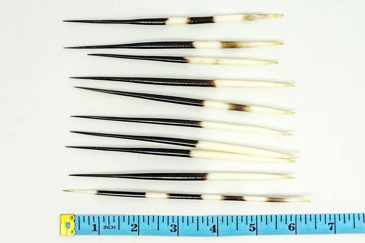 Porcupine Quill 46 African Porcupine Quills Needles Spines Craft & Decor  Crafts Nautical Beach DIY 