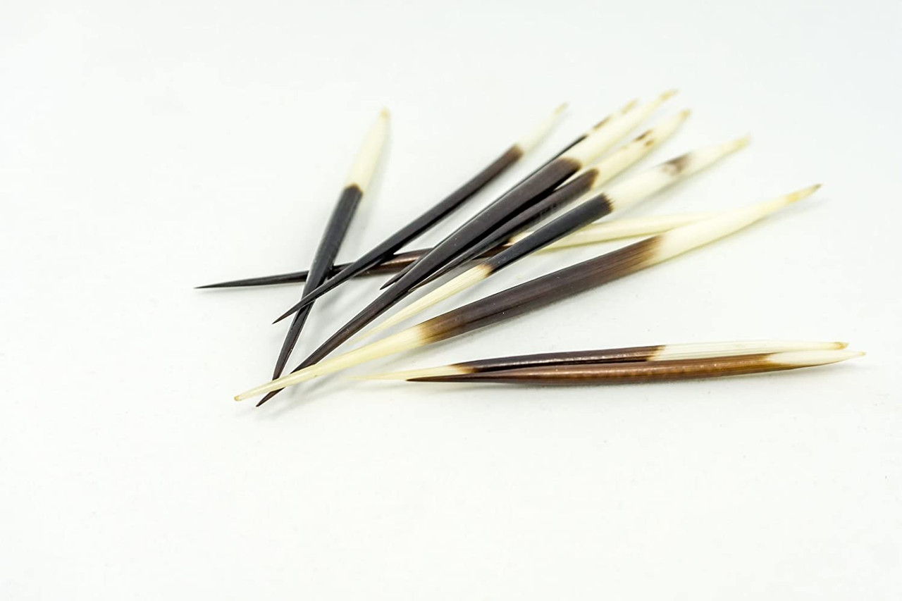  PEPPERLONELY 10PC South Africa Porcupine Quills (4 Inch ~ 6  Inch) : Arts, Crafts & Sewing