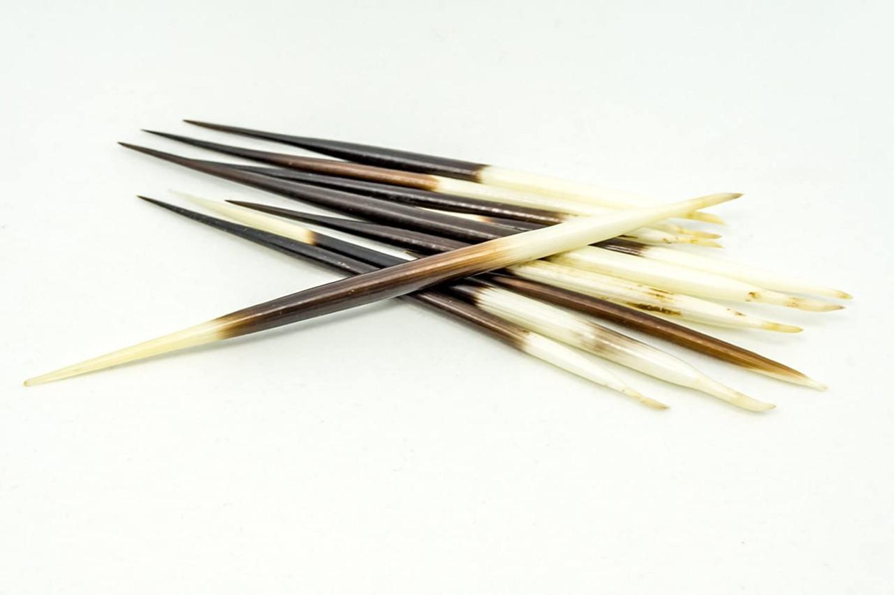  PEPPERLONELY 10PC South Africa Porcupine Quills (4 Inch ~ 6  Inch) : Arts, Crafts & Sewing
