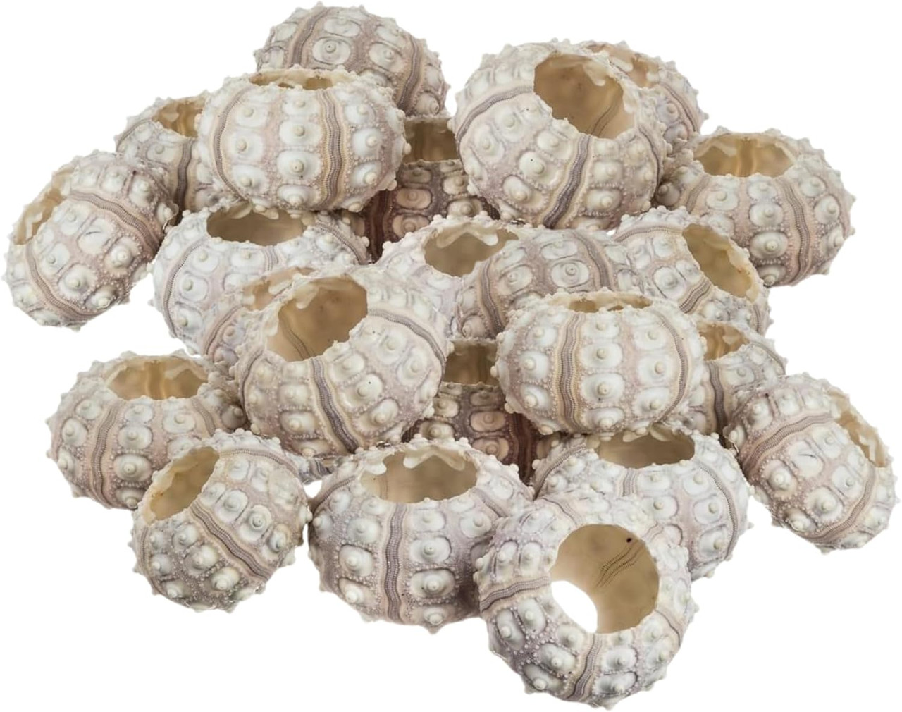 Sea Urchins Shells for Air Plants - 24 Purple Sputnik (1.5-3
