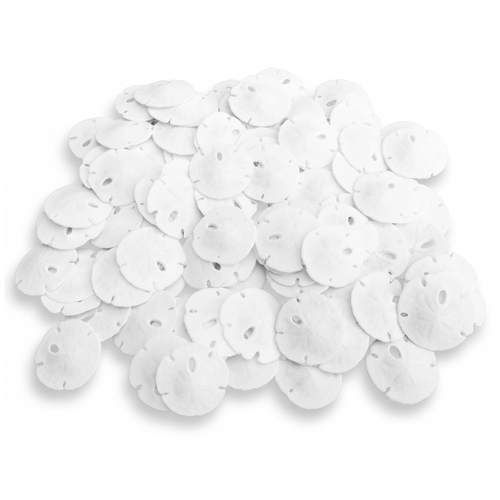Sand Dollars 1/2"-7/8" (Set of 100)