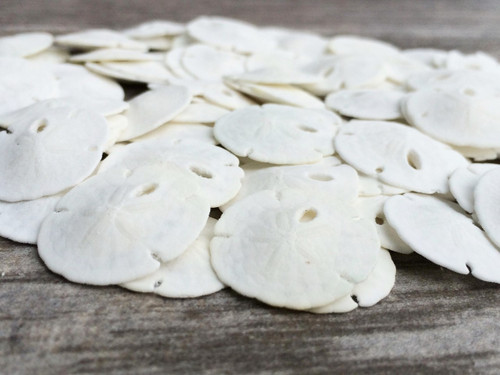  Sand Dollar  Real Sand Dollars 1 1/2 to 2 (Set of