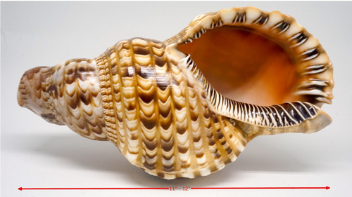 Triton Horn Sea Shell 5"-6"