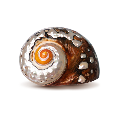Hermit Crab Shell 1 African Sarmaticus Turbo Shell 2.5"-3" Opening approx. 1"-1 1/4"Hermit Crab House for Décor 
