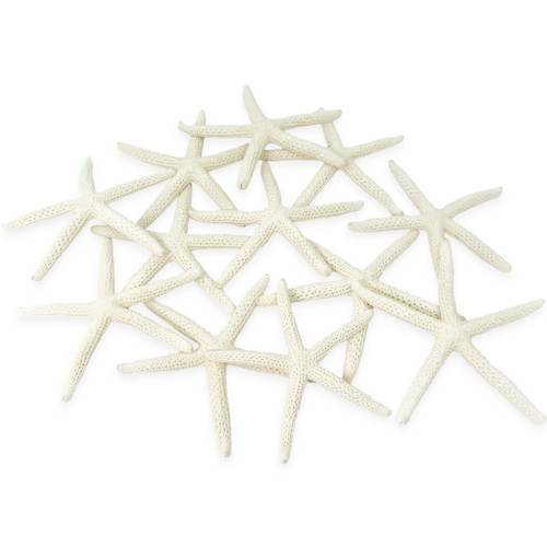 White Finger Starfish 2"-3" (Set of 12)