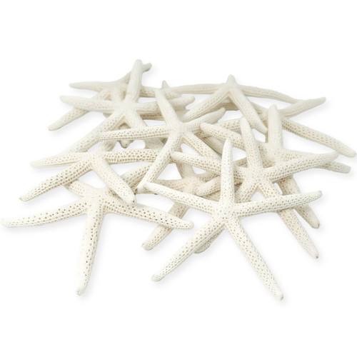 Starfish 12 White Finger Starfish 3" to 4" Starfish for Crafts and Decor 